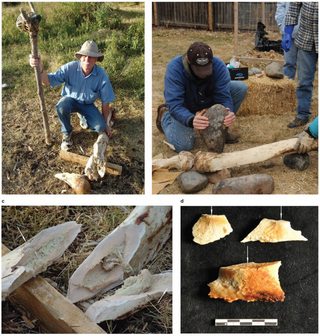 Bone breakage experiments on a modern elephant’s leg bones in an attempt to determine the kinds of breakage patterns resulting from hammerstone hits. (Credit: Kate Johnson, San Diego Natural History Museum)